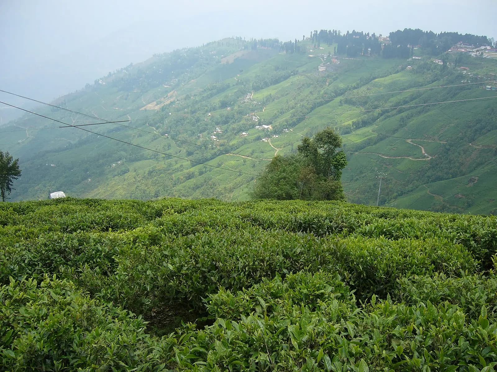 Tea pickers working the terraced gardens around Darjeeling, West Bengal