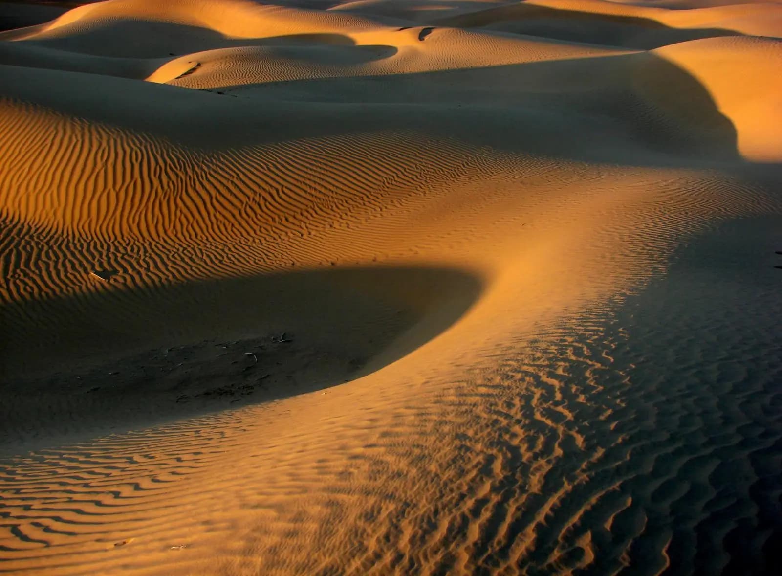 Low sun raking across the dunes of the Thar desert in Rajasthan