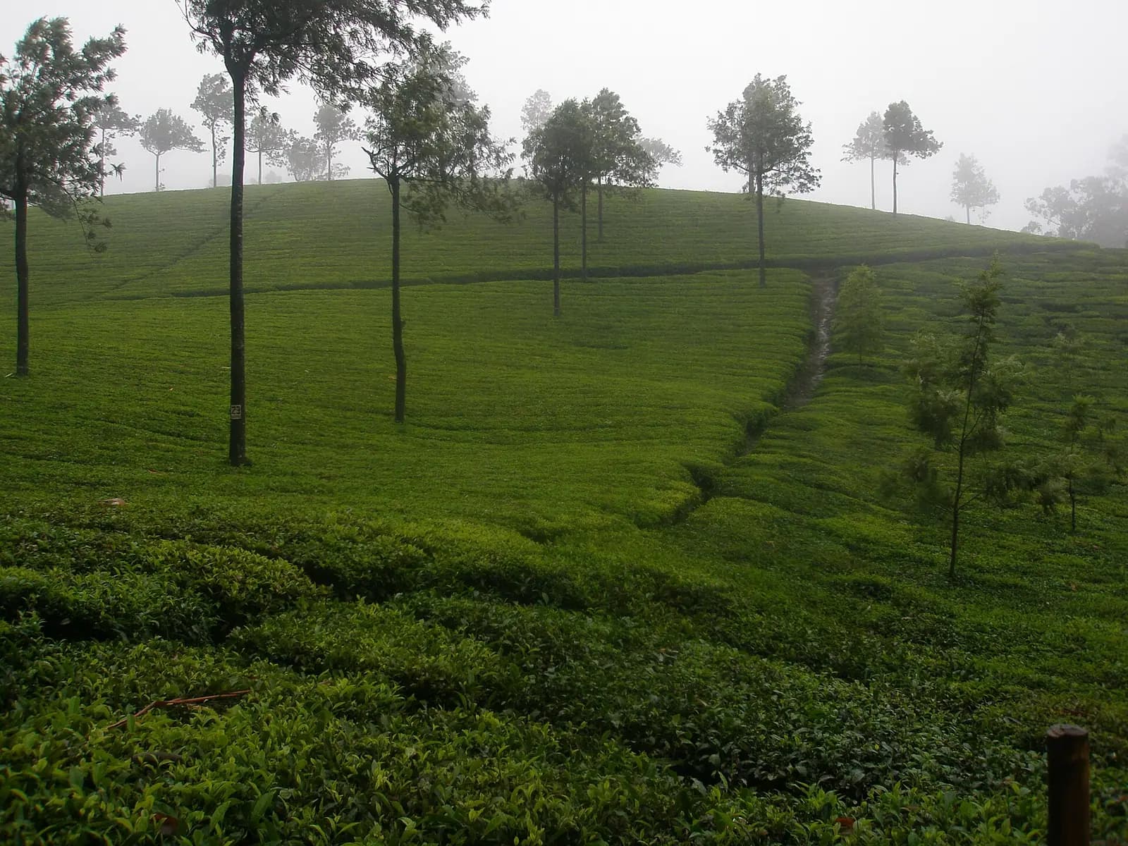 Clipped tea bushes covering the rolling hills of Munnar, Kerala