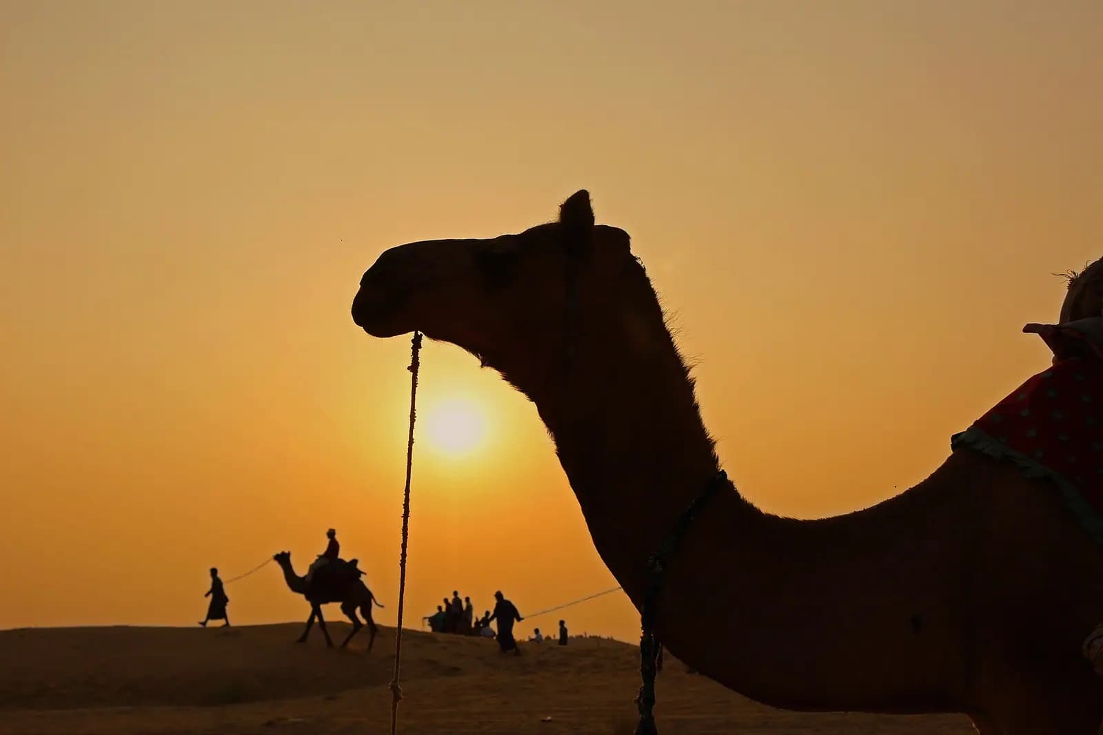 A camel silhouetted against the setting sun in the Thar desert, Rajasthan
