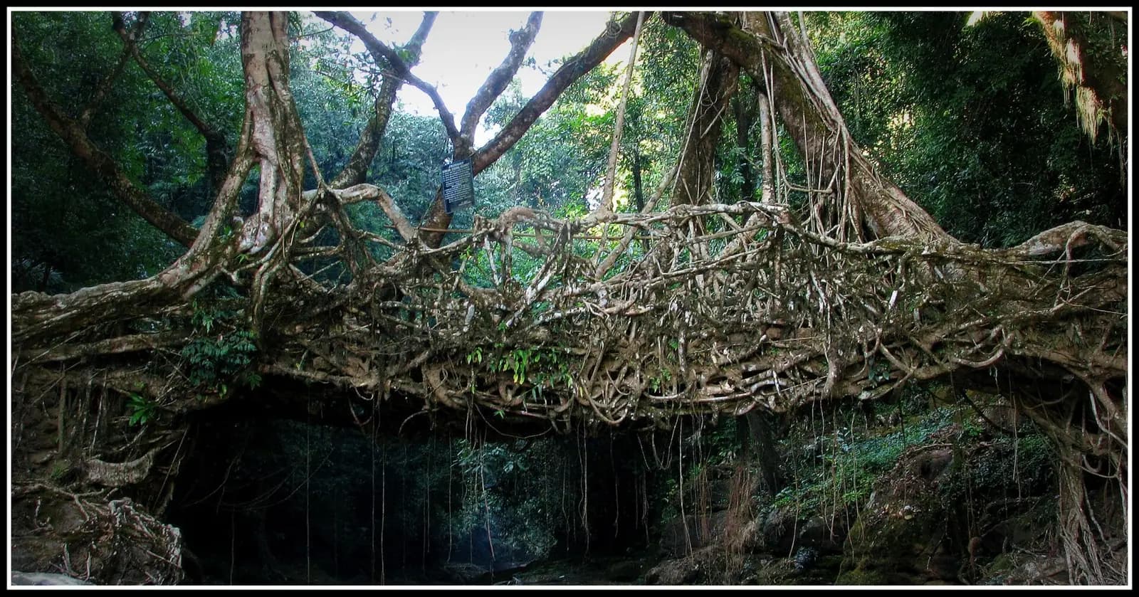 A living root bridge grown across a stream in the forests of Meghalaya
