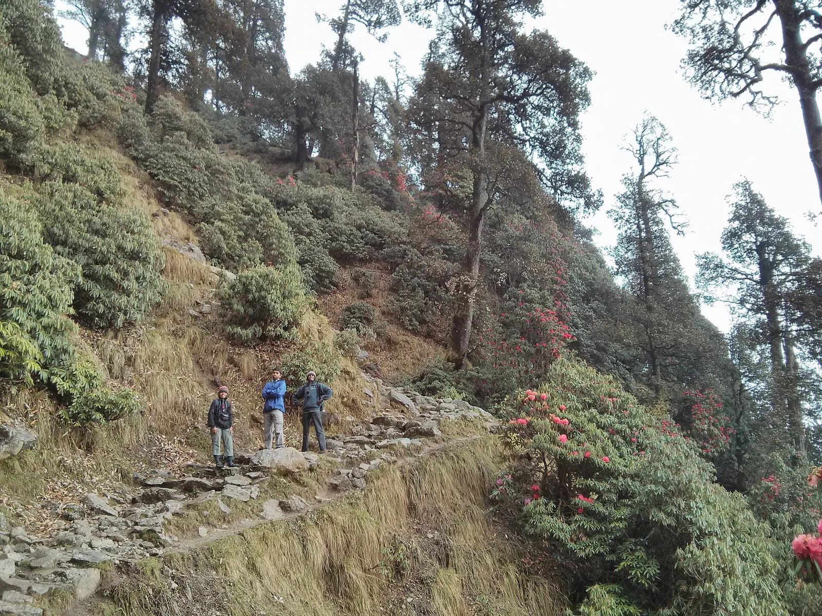 The Triund trek route climbing towards the Dhauladhar range above McLeod Ganj, Himachal Pradesh