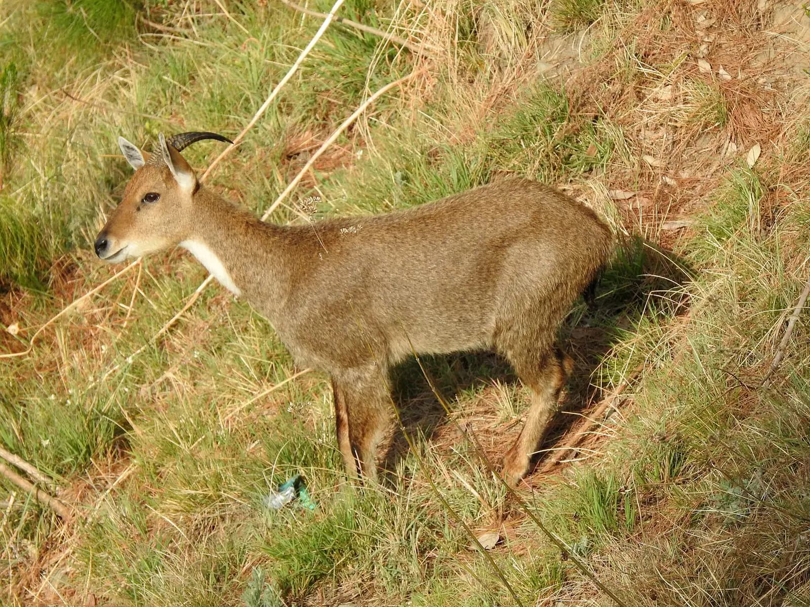 Pine and chestnut forest on the ridges around Kasauli, Himachal Pradesh