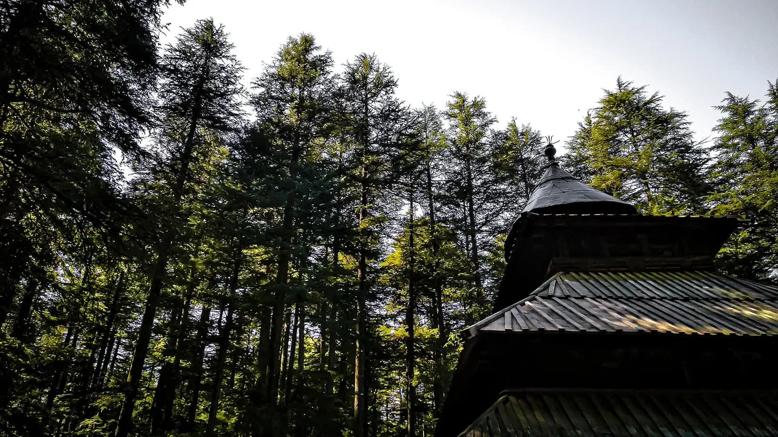 The wooden pagoda roof of Hadimba Devi Temple among deodar cedars in Manali, Himachal Pradesh
