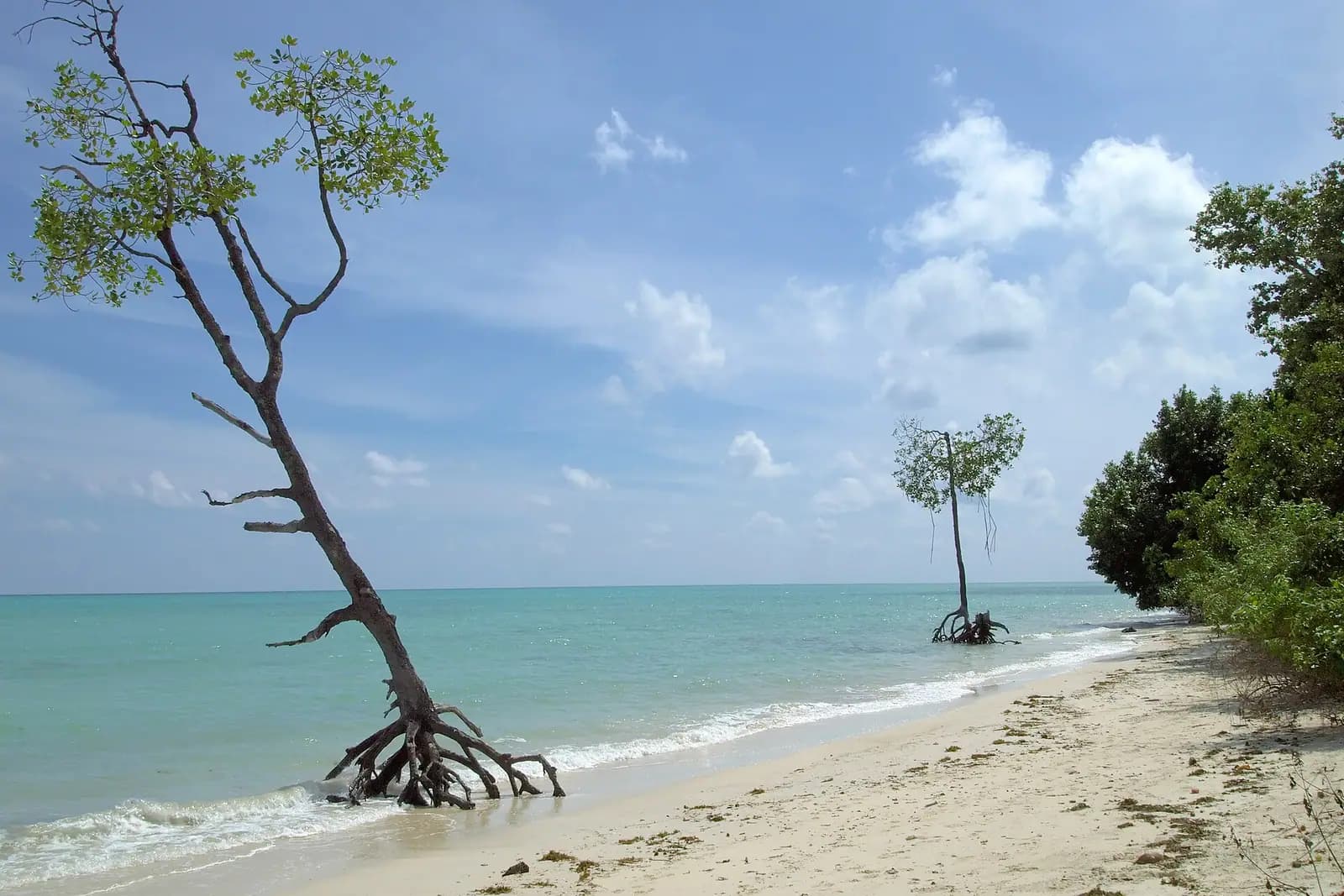 Forested coastline meeting clear sea in the Andaman Islands