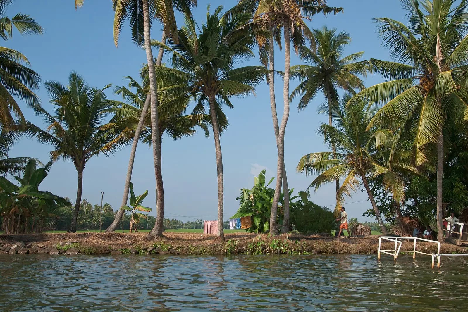 A palm-lined backwater canal threading through the Kerala countryside