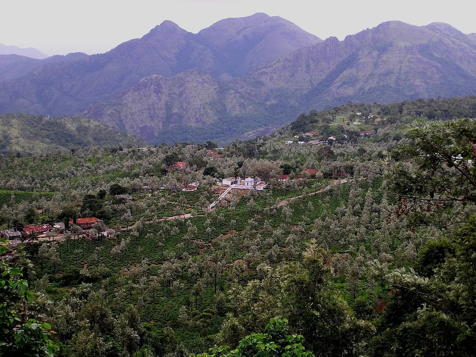 Tea and spice plantations across the Western Ghats of South India